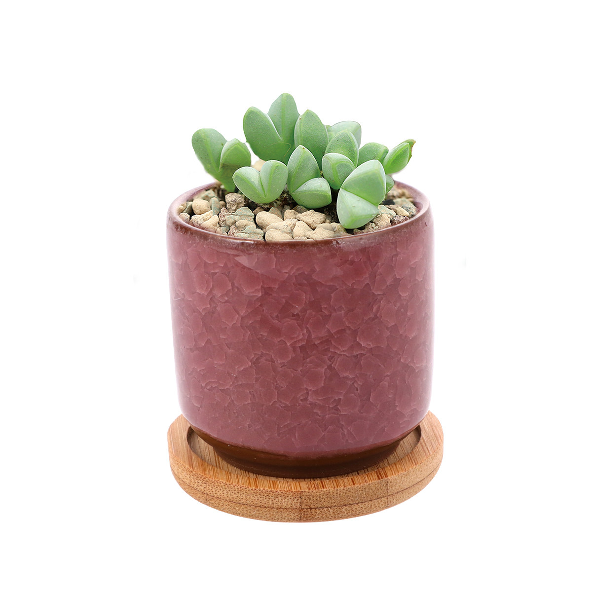 Aloe Vera Pot - Pot Keramik Mini Berlubang Warna-warni, Pot