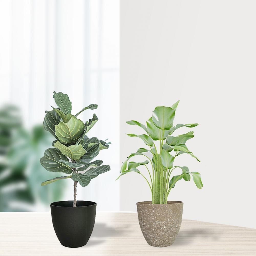 Frosted pot bunga batu imitasi - Aloe Vera Pot ulasan dan harga