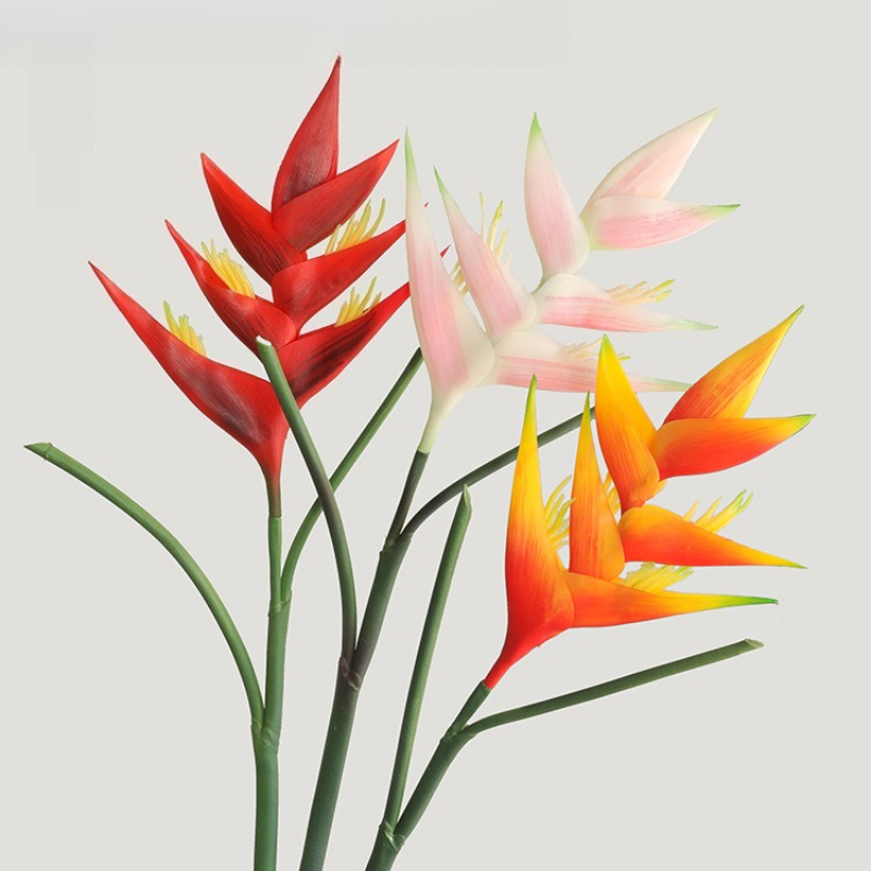 1 Buah Bunga Strelitzia Regina - Bird Paradise Strelitzia ulasan dan harga