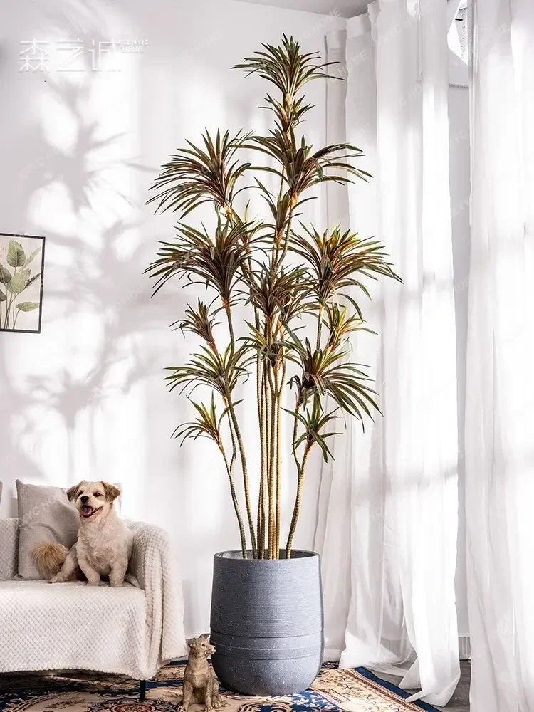 Simulasi Dracaena Dracaena Mar - Dracaena Marginata ulasan dan harga
