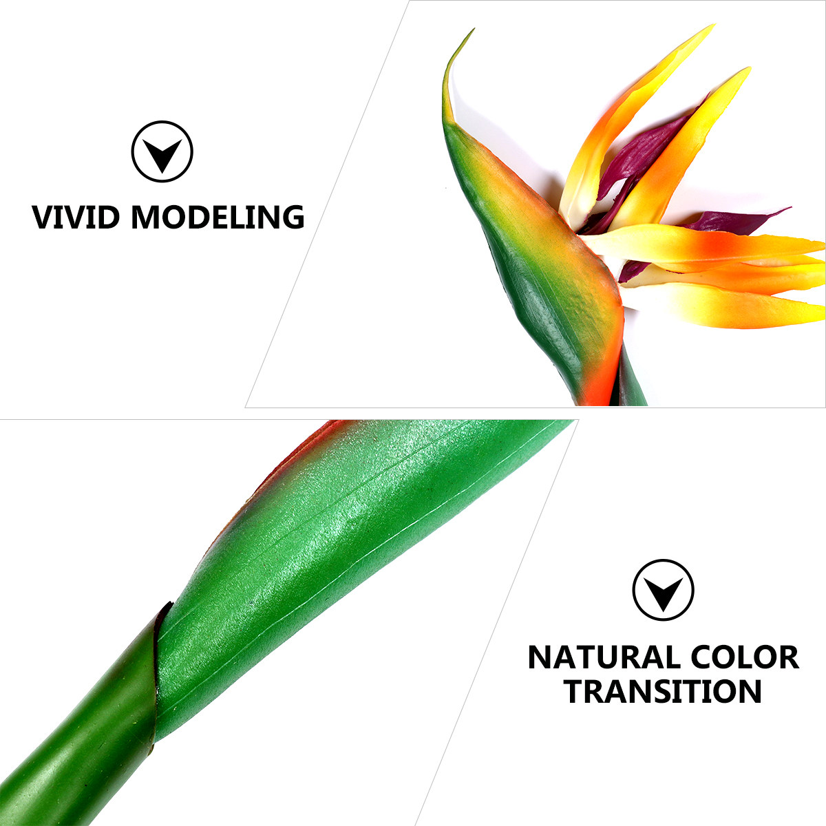 Tanaman Bunga Strelitzia Buata - Bird Paradise Strelitzia ulasan dan harga