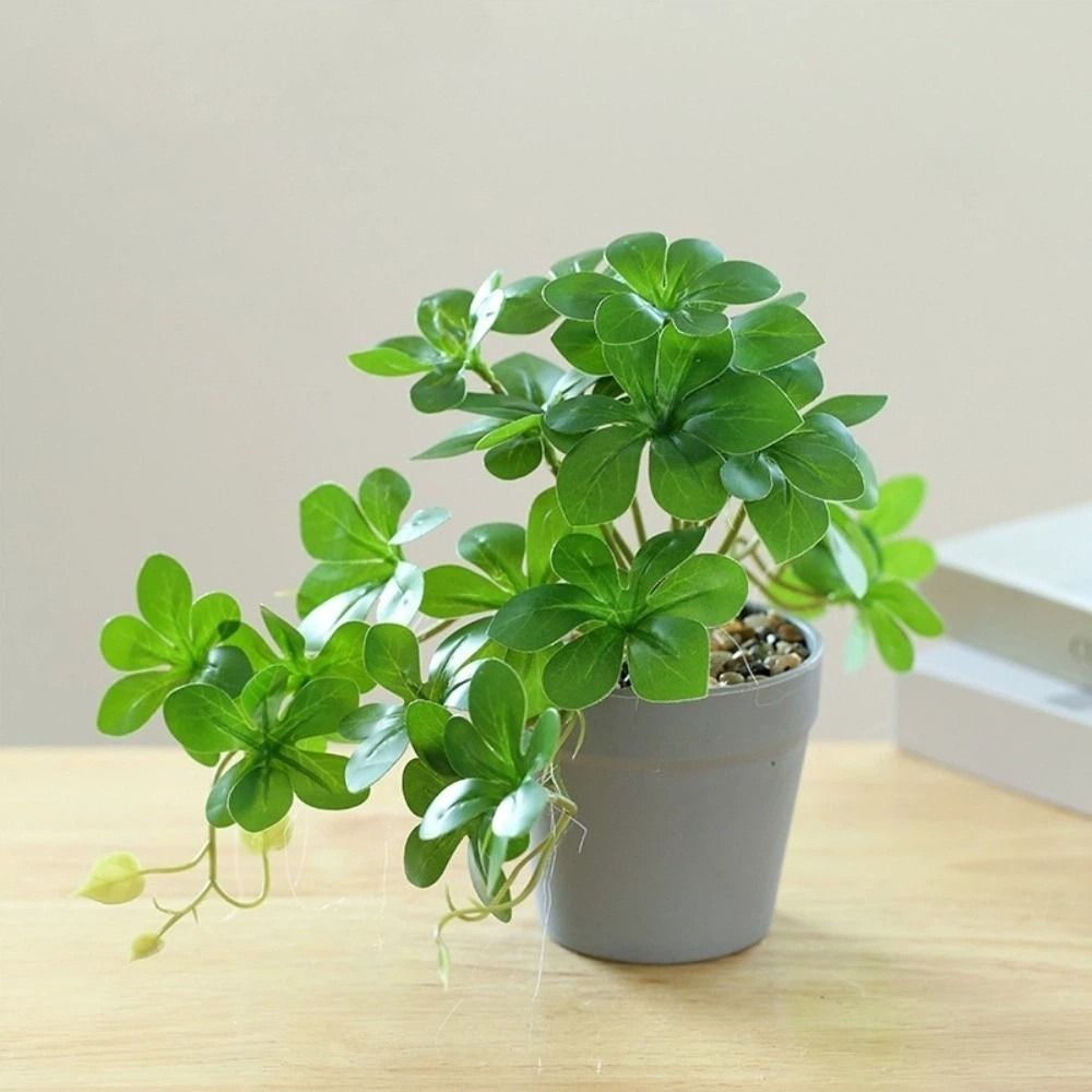 Tanaman Bonsai Buatan Tanaman  - Spider Plant Hanging ulasan dan harga