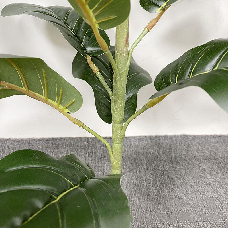 Tanaman pohon Ficus besar 59in - Ficus Lyrata Tree ulasan dan harga