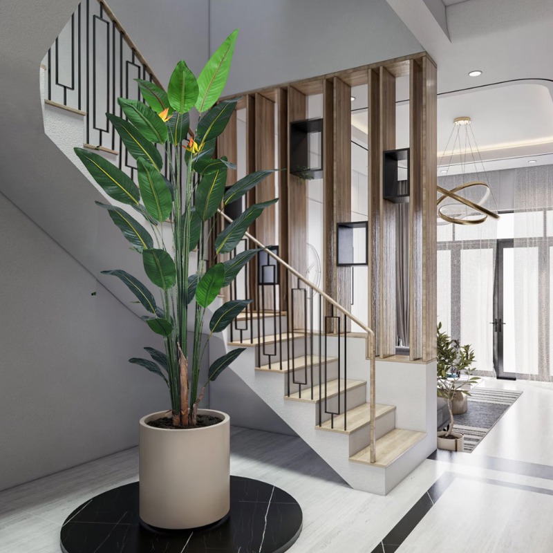Tanaman Strelitzia Bunga Buata - Bird Paradise Strelitzia ulasan dan harga