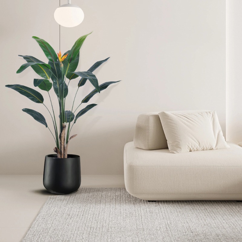Tanaman Strelitzia Bunga Buata - Bird Paradise Strelitzia ulasan dan harga